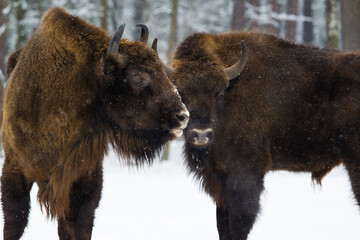 Rodzina żubrów na leśnej zimowej polanie © kubikactive