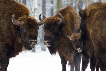 Rodzina żubrów na leśnej zimowej polanie © kubikactive
