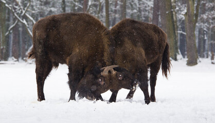 Rodzina żubrów na leśnej zimowej polanie © kubikactive