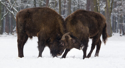 Rodzina żubrów na leśnej zimowej polanie © kubikactive