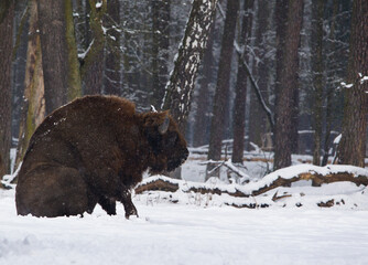 Rodzina żubrów na leśnej zimowej polanie © kubikactive