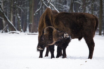 Rodzina żubrów na leśnej zimowej polanie © kubikactive