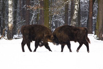 Rodzina żubrów na leśnej zimowej polanie © kubikactive