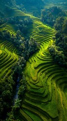 Fototapeta premium Green Rice Terraces in Bali Indonesia Aerial View