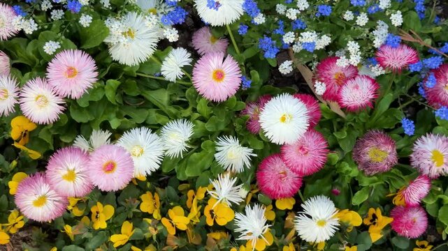 Vibrant Spring Flower Bed with English Daisies, Pansies, and Forget-Me-Nots