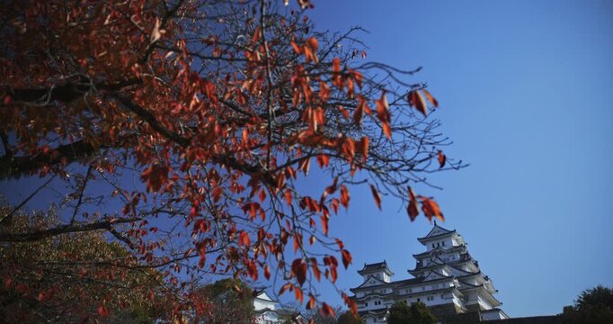 Red fall leaves hanging from tree with 