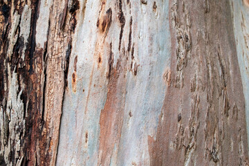 Fototapeta premium Close-up of Multi-colored Tree Bark Texture