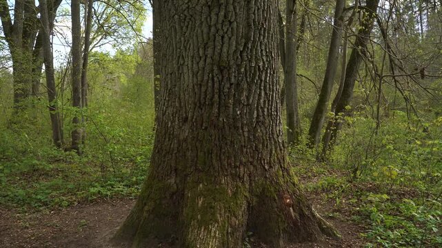 Detailed view of old oak tree trunk with textured bark filmed in circular motion around the tree in spring forest. Moss-covered base and deeply furrowed bark visible in woodland setting. 