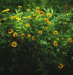 Yellow Wildflowers Blooming in Lush Green Garden