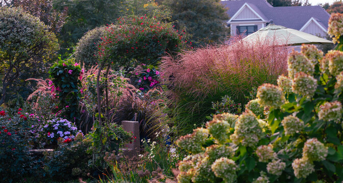 Autumn sets the garden aglow as feathery Miscanthus sinensis, maiden grass,  catches the light and cardinal vine threads scarlett blossoms through a lush tapestry of  lingering summer color