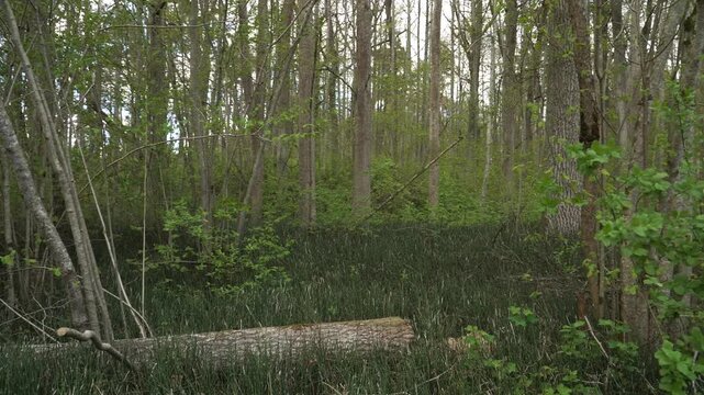 Dense springtime forest thicket with slender deciduous trunks, horsetail plants, and vibrant green undergrowth in a native European woodland ecosystem. Moving view through lush vegetation. 