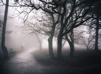 Lonely Tree and Picnic Table in Winter Fog at Normafa, Budapest