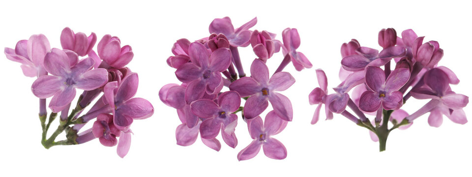 Lilac flowers isolated on white, set. Spring blossoms