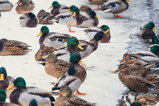 Flock of wild mallards standing on snow. Winter wildlife for nature calendar, birdwatching, and duck habitat conservation.
