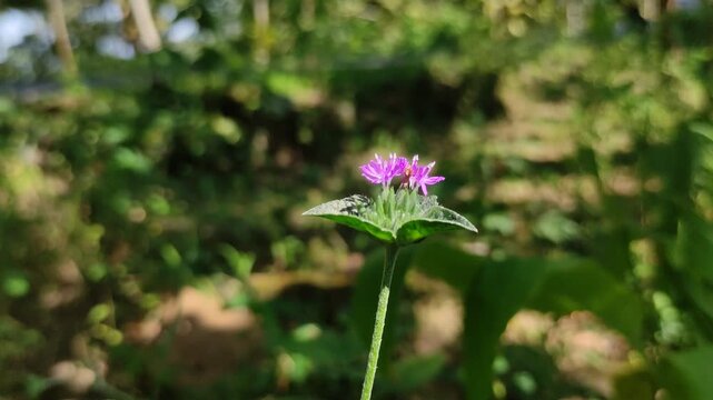 Close up of elephantopus mollis purple wild flower in the tropical garden