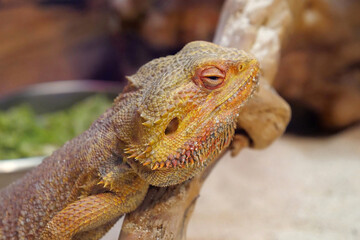 Bearded dragon, Pogona vitticeps, also known as inland bearded dragon