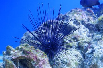 Sea urchin with long black needles