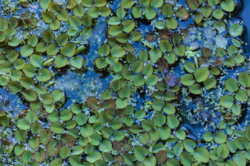 Flora of Gran Canaria -  Salvinia molesta, giant salvinia, invasive aquatic plant, natural macro...
