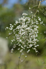 flora of Gran Canaria - Retama rhodorhizoides, broom species endemic to Canary Islands
