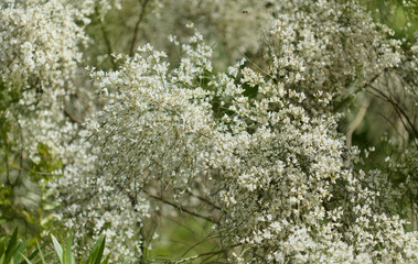 flora of Gran Canaria - Retama rhodorhizoides, broom species endemic to Canary Islands
