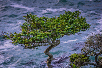 A tree with a long trunk and green leaves is blowing in the wind