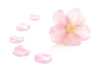 桜 花びら ピンク 春 白 背景