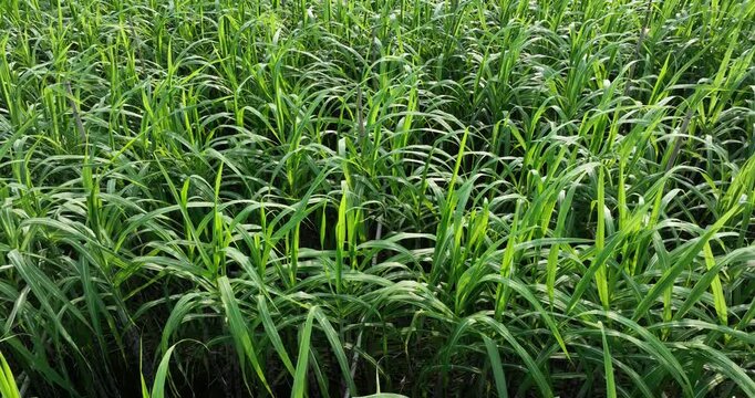 Aerial footage of sugarcane plants growing at field