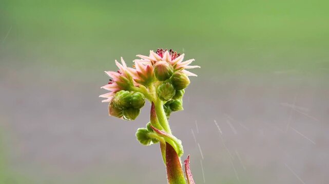 Elegant Houseleek Succulent Blossoms During a Gentle Spring Rain Shower in a Garden
