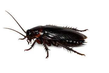 Fototapeta premium Cockroach pest on a transparent background, symbolizing urban hygiene problems, insect control, and home infestation
