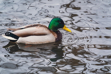 Fototapeta premium Green headed mallard duck swimming calmly on a rippled lake surface, a wildlife nature concept.