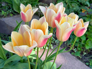 Tulips delicate, creamy yellow petals with pink edges flowers.