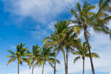 Palm tropical leaves. Summer holiday under the palm shadows. Tropical palm tree. Palm leaf for summer design.