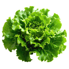 Vibrant green head of lettuce with frilly leaves on black background, top-down
