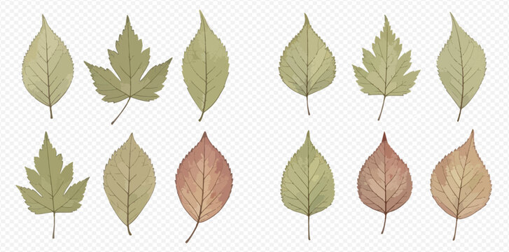 Set of watercolor autumn leaves in various shapes and colors on a transparent background.