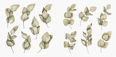 Set of watercolor eucalyptus leaves, branches, and sprigs, botanical illustration elements. © Akun