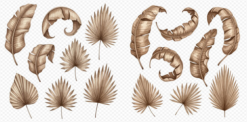 Set of dried tropical leaves, watercolor illustration, isolated on transparent background, for design elements. © Akun