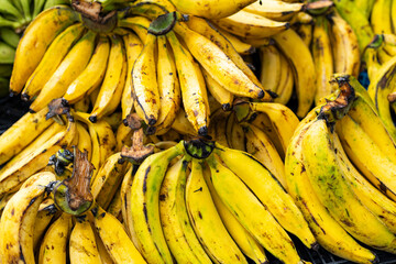 Many organic plantain in the Colombian peasant market square - Musa x paradisiaca. © Luis Echeverri Urrea