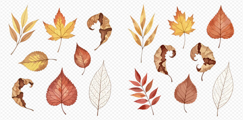 Watercolor autumn leaves collection with various shapes and colors on a transparent background. © Akun