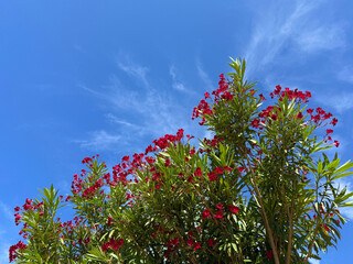 Red flowers of Oleander nerium.