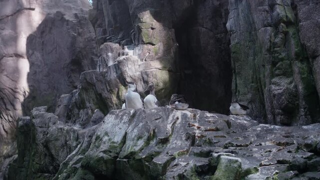 Watch as playful penguins waddle and hop across the rocky shores, enjoying their natural habitat in a stunning Arctic setting.