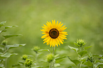 ひまわり畑で咲く一輪のヒマワリ