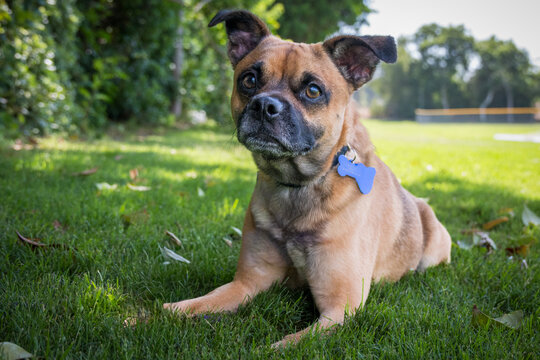 small mix breed dog outside on grass