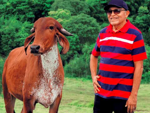Smiling senior rancher beside purebred Gir cattle in green pasture, Brazil. Ideal for agribusiness, livestock farming, sustainability and rural lifestyle themes. The image is taken in natural light.