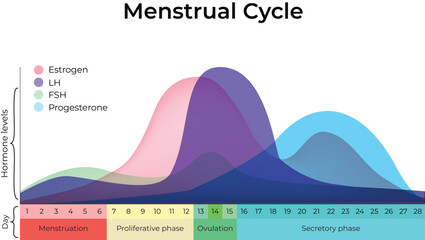 Menstrual Cycle Explanation and Diagram Design Vector Illustration © Shahida