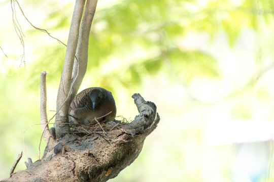 Mother bird sitting on her nest to protect and incubate her eggs in nature.