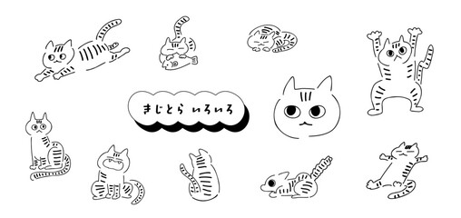 猫！きじとらいろいろ｜きじねこ,とらねこ,きじとら｜brown tabby cat
