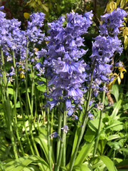 Obraz premium Bluebells in flower in May in a garden, North Yorkshire, England, United Kingdom