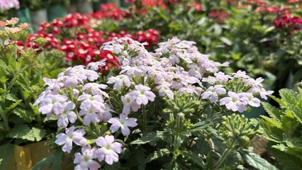 Obraz premium Soft Pink Verbena Flowers In Sunny Garden