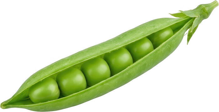A single green pea pod opened to reveal six round bright green peas nestled inside with a hint of the stem visible at the top fresh vegetable food healthy transparent background