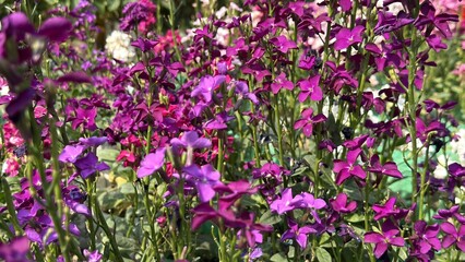 Fototapeta premium Wild Purple Flowers Field In Spring Season